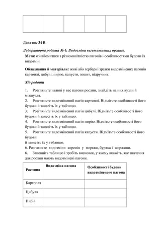 Додаток 34 В
Лабораторна робота № 6. Видозміни вегетативних органів.
Мета: ознайомитися з різноманітністю пагонів і особливостями будови їх
видозмін.
Обладнання й матеріали: живі або гербарні зразки видозмінених пагонів
картоплі, цибулі, пирію, капусти, зошит, підручник.
Хід роботи
1. Розгляньте наявні у вас пагони рослин, знайдіть на них вузли й
міжвузля.
2. Розгляньте видозмінений пагін картоплі. Відмітьте особливості його
будови й занесіть їх у таблицю.
3. Розгляньте видозмінений пагін цибулі. Відмітьте особливості його
будови й занесіть їх у таблицю.
4. Розгляньте видозмінений пагін пирію. Відмітьте особливості його
будови й занесіть їх у таблицю.
5. Розгляньте видозмінений пагін капусти. Відмітьте особливості його
будови
й занесіть їх у таблицю.
6. Розгляньте видозміни коренів у моркви, буряка і жоржини.
6. Заповніть таблицю і зробіть висновок, у якому вкажіть, яке значення
для рослин мають видозмінені пагони.
Рослина
Видозміна пагона Особливості будови
видозміненого пагона
Картопля
Цибуля
Пирій
 
