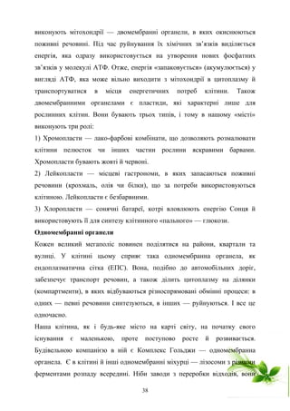 виконують мітохондрії — двомембранні органели, в яких окиснюються
поживні речовині. Під час руйнування їх хімічних зв’язків виділяється
енергія, яка одразу використовується на утворення нових фосфатних
зв’язків у молекулі АТФ. Отже, енергія «запаковується» (акумулюється) у
вигляді АТФ, яка може вільно виходити з мітохондрії в цитоплазму й
транспортуватися в місця енергетичних потреб клітини. Також
двомембранними органелами є пластиди, які характерні лише для
рослинних клітин. Вони бувають трьох типів, і тому в нашому «місті»
виконують три ролі:
1) Хромопласти — лако-фарбові комбінати, що дозволяють розмалювати
клітини пелюсток чи інших частин рослини яскравими барвами.
Хромопласти бувають жовті й червоні.
2) Лейкопласти — місцеві гастрономи, в яких запасаються поживні
речовини (крохмаль, олія чи білки), що за потреби використовуються
клітиною. Лейкопласти є безбарвними.
3) Хлоропласти — сонячні батареї, котрі вловлюють енергію Сонця й
використовують її для синтезу клітинного «пального» — глюкози.
Одномембранні органели
Кожен великий мегаполіс повинен поділятися на райони, квартали та
вулиці. У клітині цьому сприяє така одномембранна органела, як
ендоплазматична сітка (ЕПС). Вона, подібно до автомобільних доріг,
забезпечує транспорт речовин, а також ділить цитоплазму на ділянки
(компартменти), в яких відбуваються різноспрямовані обмінні процеси: в
одних — певні речовини синтезуються, в інших — руйнуються. І все це
одночасно.
Наша клітина, як і будь-яке місто на карті світу, на початку свого
існування є маленькою, проте поступово росте й розвивається.
Будівельною компанією в ній є Комплекс Гольджи — одномембранна
органела. Є в клітині й інші одномембранні міхурці — лізосоми з різними
ферментами розпаду всередині. Ніби заводи з переробки відходів, вони
38
 