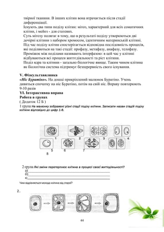 твірної тканини. В інших клітин вона втрачається після стадії
диференціації.
Існують два типи поділу клітин: мітоз, характерний для всіх соматичних
клітин, і мейоз - для статевих.
Суть мітозу полягає в тому, що в результаті поділу утворюються дві
дочірні клітини з набором хромосом, ідентичним материнській клітині.
Під час поділу клітин спостерігається відповідна послідовність процесів,
які поділяються на такі стадії: профазу, метафазу, анафазу, телофазу.
Проміжок між поділами називають інтерфазою: в цей час у клітині
відбуваються всі процеси життєдіяльності та ріст клітини.
Поділ ядра та клітини - загально біологічне явище. Таким чином клітина
як біологічна система підтримує безперервність свого існування.
V. Фізкультхвилинка
«Ніс Буратіно». На дошці прикріплений малюнок Буратіно. Учень
дивиться спочатку на ніс Буратіно, потім на свій ніс. Вправу повторюють
9-10 разів
YІ. Інтерактивна вправа
Робота в групах
( Додаток 12 Б )
1 група На малюнку зображені різні стадії поділу клітини. Записати назви стадій поділу
клітини відповідно до цифр 1-8.
2 група Які зміни перетерплює клітина в процесі своєї життєдіяльності?
а)___________________________________________
б)___________________________________________
в)_______________________________________________________
Чим відрізняється молода клітина від старої?
44
5 6 7
8
2..
 