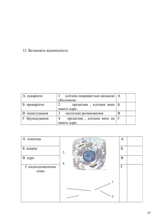 12 Встановіть відповідність:
А еукаріоти 1 клітина покривається щільною
оболонкою
А
Б прокаріоти 2 організми , клітини яких
мають ядро
Б
В інцистування 3 нестатеве розмноження В
Г брунькування 4 організми , клітини яких не
мають ядра
Г
А лізосома А
Б ядерце Б
В ядро В
Г ендоплазматична
сітка
Г
1
2
47
3
4
 