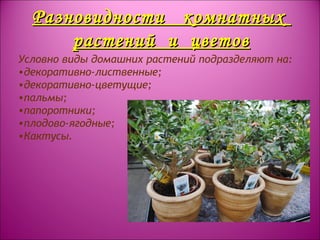 Разновидности комнатныхРазновидности комнатных
растений и цветоврастений и цветов
Условно виды домашних растений подразделяют на:
•декоративно-лиственные;
•декоративно-цветущие;
•пальмы;
•папоротники;
•плодово-ягодные;
•Кактусы.
 