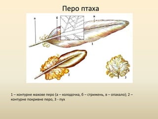 Перо птаха
1 – контурне махове перо (а – колодочка, б – стрижень, в – опахало); 2 –
контурне покривне перо, 3 - пух
 