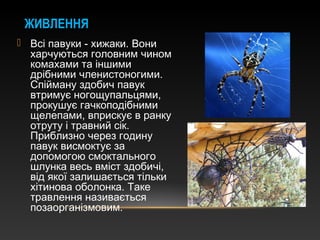  Всі павуки - хижаки. Вони
харчуються головним чином
комахами та іншими
дрібними членистоногими.
Спійману здобич павук
втримує ногощупальцями,
прокушує гачкоподібними
щелепами, вприскує в ранку
отруту і травний сік.
Приблизно через годину
павук висмоктує за
допомогою смоктального
шлунка весь вміст здобичі,
від якої залишається тільки
хітинова оболонка. Таке
травлення називається
позаорганізмовим.
ЖИВЛЕННЯ
 