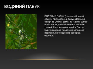 ВОДЯНИЙ ПАВУК
ВОДЯНИЙ ПАВУК (павук-сріблянка),
єдиний прісноводний павук. Довжина
самця 15-20 мм, самки 10-12 мм. Дихає
повітрям за допомогою пари легенів і
трахей. Широко поширений в Європі.
Будує підводне гніздо, яке заповнює
повітрям, принесене на волосках
черевця.
 