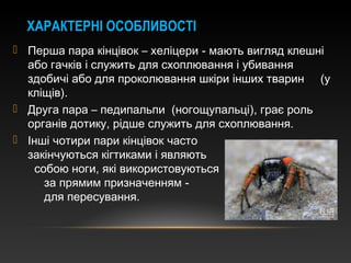 ХАРАКТЕРНІ ОСОБЛИВОСТІ
 Перша пара кінцівок – хеліцери - мають вигляд клешні
або гачків і служить для схоплювання і убивання
здобичі або для проколювання шкіри інших тварин (у
кліщів).
 Друга пара – педипальпи (ногощупальці), грає роль
органів дотику, рідше служить для схоплювання.
 Інші чотири пари кінцівок часто
закінчуються кігтиками і являють
собою ноги, які використовуються
за прямим призначенням -
для пересування.
 