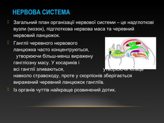  Загальний план організації нервової системи – це надглоткові
вузли (мозок), підглоткова нервова маса та черевний
нервовий ланцюжок.
 Гангліі черевного нервового
ланцюжка часто концентруються,
утворюючи більш-менш виражену
гангліозну масу. У косариків і кліщів
всі ганглії зливаються, утворюючи кільце
навколо стравоходу, проте у скорпіонів зберігається
виражений черевний ланцюжок гангліїв.
 Із органів чуттів найкраще розвинений дотик.
НЕРВОВА СИСТЕМА
 