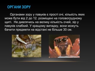 ОРГАНИ ЗОРУ
Органами зору у павуків є прості очі, кількість яких
може бути від 2 до 12. розміщені на головогрудному
щиті. Не дивлячись на велику кількість очей, зір у
павуків слабкий. У кращому випадку, вони можуть
бачити предмети на відстані не більше 30 см.
 