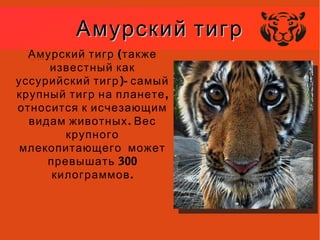 Амурский тигрАмурский тигр
Амурский тигр (также
известный как
)-уссурийский тигр самый
,крупный тигр на планете
относится к исчезающим
.видам животных Вес
крупного
млекопитающего может
300превышать
.килограммов
 
