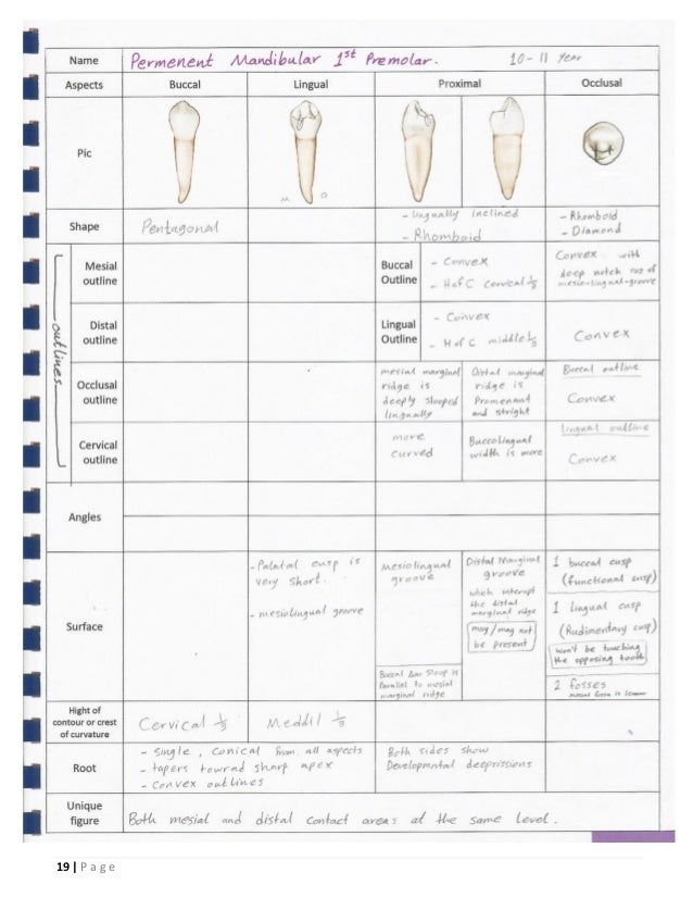 Dental Anatomy _or_ Morphology _ BDS_ ISNC
