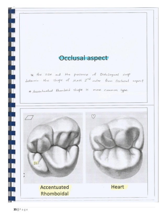 Dental Anatomy _or_ Morphology _ BDS_ ISNC
