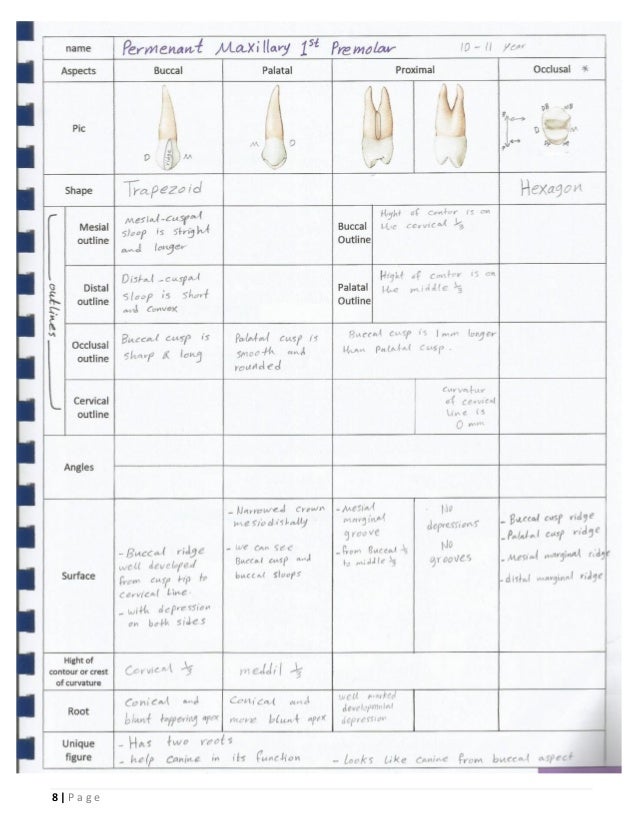 Dental Anatomy _or_ Morphology _ BDS_ ISNC