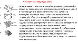Четвертичная структура белка
Четвертичная структура (или субъединичная, доменная) —
взаимное расположение нескольких полипептидных цепей
в составе единого белкового комплекса. Белковые
молекулы, входящие в состав белка с четвертичной
структурой, образуются на рибосомах по отдельности и
лишь после окончания синтеза образуют общую
надмолекулярную структуру. В состав белка с четвертичной
структурой могут входить как идентичные, так и
различающиеся полипептидные цепочки. В стабилизации
четвертичной структуры принимают участие те же типы
взаимодействий, что и в стабилизации третичной.
Надмолекулярные белковые комплексы могут состоять из
десятков молекул.
 