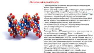 Жизненный цикл белков
Синтезируемые в цитоплазме эукариотической клетки белки
должны транспортироваться в
разные органоиды клетки: ядро, митохондрии, эндоплазматичес
кий ретикулум(ЭПР), аппарат Гольджи, лизосомы и др., а
некоторые белки должны попасть во внеклеточную среду[51]. Для
попадания в определённый отдел клетки белок должен
обладать специфической меткой. В большинстве случаев такой
меткой является часть аминокислотной последовательности
самого белка (лидерный пептид, илисигнальная
последовательность белка), но в некоторых случаях меткой
служат посттрансляционно присоединённые к
белку олигосахариды.
Транспорт белков в ЭПР осуществляется по мере их синтеза, так
как рибосомы, синтезирующие белки с сигнальной
последовательностью для ЭПР, «садятся» на специальные белки
на его внешней мембране. Из ЭПР в аппарат Гольджи, а оттуда в
лизосомы и на внешнюю мембрану или во внеклеточную среду
белки попадают путём везикулярного транспорта. В ядро белки,
обладающие сигналом ядерной локализации, попадают
через ядерные поры. В митохондрии и хлоропласты белки,
обладающие соответствующими сигнальными
последовательностями, попадают через специфические
белковые поры-транслокаторы при участии шаперонов.
 