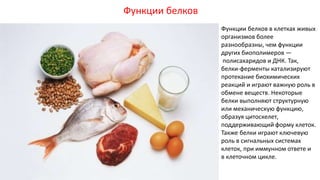 Функции белков
Функции белков в клетках живых
организмов более
разнообразны, чем функции
других биополимеров —
полисахаридов и ДНК. Так,
белки-ферменты катализируют
протекание биохимических
реакций и играют важную роль в
обмене веществ. Некоторые
белки выполняют структурную
или механическую функцию,
образуя цитоскелет,
поддерживающий форму клеток.
Также белки играют ключевую
роль в сигнальных системах
клеток, при иммунном ответе и
в клеточном цикле.
 
