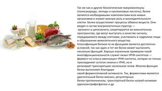 Так же как и другие биологические макромолекулы
(полисахариды, липиды и нуклеиновые кислоты), белки
являются необходимыми компонентами всех живых
организмов и играют важную роль в жизнедеятельности
клетки. Белки осуществляют процессы обмена веществ. Они
входят в состав внутриклеточных структур —
органелл и цитоскелета, секретируются во внеклеточное
пространство, где могут выступать в качестве сигнала,
передаваемого между клетками, участвовать в гидролизе пищи
и образовании межклеточного вещества.
Классификация белков по их функциям является достаточно
условной, так как один и тот же белок может выполнять
несколько функций. Хорошо изученным примером такой
многофункциональности служит лизил-тРНК-синтетаза —
фермент из класса аминоацил-тРНК-синтетаз, которая не только
присоединяет остаток лизина к тРНК, но и
регулирует транскрипцию нескольких генов. Многие функции
белки выполняют благодаря
своей ферментативной активности. Так, ферментами являются
двигательный белок миозин, регуляторные
белки протеинкиназы, транспортный белок натрий-калиевая
аденозинтрифосфатаза и др
 