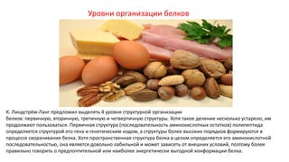 Уровни организации белков
К. Линдстрём-Ланг предложил выделять 4 уровня структурной организации
белков: первичную, вторичную, третичную и четвертичную структуры. Хотя такое деление несколько устарело, им
продолжают пользоваться. Первичная структура (последовательность аминокислотных остатков) полипептида
определяется структурой его гена и генетическим кодом, а структуры более высоких порядков формируются в
процессе сворачивания белка. Хотя пространственная структура белка в целом определяется его аминокислотной
последовательностью, она является довольно лабильной и может зависеть от внешних условий, поэтому более
правильно говорить о предпочтительной или наиболее энергетически выгодной конформации белка.
 