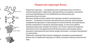 Первичная структура белка
Первичная структура — последовательность аминокислотных остатков в
полипептидной цепи. Первичную структуру белка, как правило, описывают,
используя однобуквенные или трёхбуквенные обозначения для
аминокислотных остатков.
Важными особенностями первичной структуры являются консервативны
мотивы — устойчивые сочетания аминокислотных остатков, выполняющие
определённую функцию и встречающиеся во многих белках. Консервативные
мотивы сохраняются в процессе эволюции видов, по ним часто удаётся
предсказать функцию неизвестного белка. По степени гомологии (сходства)
аминокислотных последовательностей белков разных организмов можно
оценивать эволюционное расстояние между таксонами, к которым принадлежат
эти организмы.
Первичную структуру белка можно определить методами секвенирования
белков или по первичной структуре его мРНК, используя таблицу генетического
кода.
 