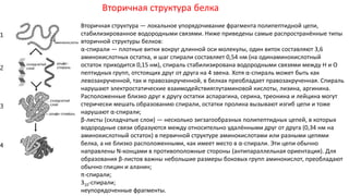 Вторичная структура белка
Вторичная структура — локальное упорядочивание фрагмента полипептидной цепи,
стабилизированное водородными связями. Ниже приведены самые распространённые типы
вторичной структуры белков:
α-спирали — плотные витки вокруг длинной оси молекулы, один виток составляют 3,6
аминокислотных остатка, и шаг спирали составляет 0,54 нм (на одинаминокислотный
остаток приходится 0,15 нм), спираль стабилизирована водородными связями между H и O
пептидных групп, отстоящих друг от друга на 4 звена. Хотя α-спираль может быть как
левозакрученной, так и правозакрученной, в белках преобладает правозакрученная. Спираль
нарушают электростатические взаимодействияглутаминовой кислоты, лизина, аргинина.
Расположенные близко друг к другу остатки аспарагина, серина, треонина и лейцина могут
стерически мешать образованию спирали, остатки пролина вызывают изгиб цепи и тоже
нарушают α-спирали;
β-листы (складчатые слои) — несколько зигзагообразных полипептидных цепей, в которых
водородные связи образуются между относительно удалёнными друг от друга (0,34 нм на
аминокислотный остаток) в первичной структуре аминокислотами или разными цепями
белка, а не близко расположенными, как имеет место в α-спирали. Эти цепи обычно
направлены N-концами в противоположные стороны (антипараллельная ориентация). Для
образования β-листов важны небольшие размеры боковых групп аминокислот, преобладают
обычно глицин и аланин;
π-спирали;
310-спирали;
неупорядоченные фрагменты.
 