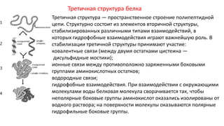 Третичная структура белка
Третичная структура — пространственное строение полипептидной
цепи. Структурно состоит из элементов вторичной структуры,
стабилизированных различными типами взаимодействий, в
которых гидрофобные взаимодействия играют важнейшую роль. В
стабилизации третичной структуры принимают участие:
ковалентные связи (между двумя остатками цистеина —
дисульфидные мостики);
ионные связи между противоположно заряженными боковыми
группами аминокислотных остатков;
водородные связи;
гидрофобные взаимодействия. При взаимодействии с окружающими
молекулами воды белковая молекула сворачивается так, чтобы
неполярные боковые группы аминокислот оказались изолированы от
водного раствора; на поверхности молекулы оказываются полярные
гидрофильные боковые группы.
 