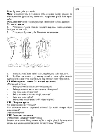 Тема Будова зубів у ссавців
Мета: ознайомитись із будовою зуба ссавців; їхніми видами та
виконуваними функціями; навчитись розрізняти різці, ікла, кутні
зуби;
Обладнання: череп ссавця; таблиця «Зовнішня будова ссавців»
Хід дослідження
1. Розгляньте череп ссавців. Знайдіть верхню, нижню щелепи.
Знайдіть на них зуби.
2. Розгляньте будову зуба. Позначте на малюнку.
3. Знайдіть різці, ікла, кутні зуби. Підрахуйте їхню кількість.
4. Зробіть висновок , у якому вкажіть, чим зуби ссавців
відрізняються від зубів плазунів, та яке призначення типів зубів.
V І. Обговорення гіпотез. Загальний висновок
«Мозковий штурм»
- Які характерні ознаки властиві ссавцям?
- Які середовища життя заполонили ці тварини?
- Яка будова покривів тіла?
- Які залози містяться на шкірі у ссавців?
- Які є три типи зубів?
- Які функції виконують зуби у цих тварин?
V ІІ. Підсумок уроку
Які нові знання ви отримали?
Яке значення мають отримані знання? Де вони можуть бути
використані?
Оцінювання учнів
V ІІІ. Домашнє завдання
Опрацювати матеріал у підручнику;
Творче запитання: Чому поява зубів у звірів різної будови мала
велике значення для історичного розвитку класу Ссавці?*
Дата
_______________
_______________
_______________
_______________
_______________
_______________
_______________
_______________
_______________
_______________
_______________
_______________
_______________
_______________
_______________
_______________
_______________
_______________
_______________
_______________
_______________
_______________
_______________
_______________
_______________
_______________
_______________
_______________
_______________
_______________
_______________
_______________
_______________
_______________
_____________
 