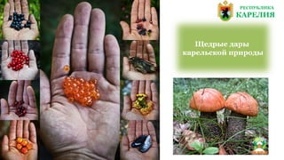 РЕСПУБЛИКА
КАРЕЛИЯ
Щедрые дары
карельской природы
 
