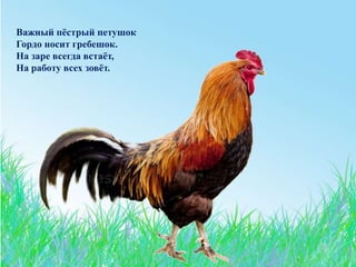 Важный пёстрый петушок
Гордо носит гребешок.
На заре всегда встаёт,
На работу всех зовёт.
 
