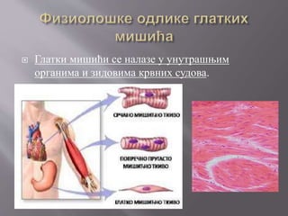  Глатки мишићи се налазе у унутрашњим
органима и зидовима крвних судова.
 