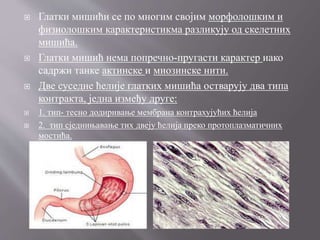  Глатки мишићи се по многим својим морфолошким и
физиолошким карактеристикма разликују од скелетних
мишића.
 Глатки мишић нема попречно-пругасти карактер иако
садржи танке актинске и миозинске нити.
 Две суседне ћелије глатких мишића остварују два типа
контракта, једна између друге:
 1. тип- тесно додиривање мембрана контрахујућих ћелија
 2. тип сједнињавање тих двеју ћелија преко протоплазматичних
мостића.
 