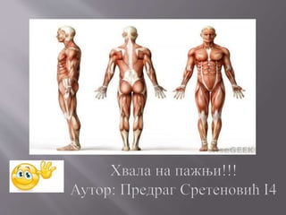 Физиологија мишића