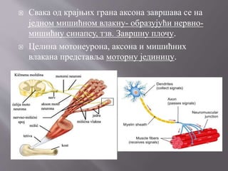  Свака од крајњих грана аксона завршава се на
једном мишићном влакну- образујући нервно-
мишићну синапсу, тзв. Завршну плочу.
 Целина мотонеурона, аксона и мишићних
влакана представља моторну јединицу.
 