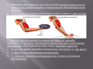  Мишићна контракција при којој мишић развија напон али не
мења своју дужину назива се изометријска контракција (иста
дужина).
 То је статичка форма контракције и она се јавља у два случаја.
У реалним физиолошким условима активности мишића,
практично се не јавља чиста изометричка или чиста изотоничка
контракција. Оне практично увек имају мешовит карактер.
 У погледу врсте мишићне контракције, разликују се две врсте:
 1. проста или појединачна контракција,
 2. сложена мишићна контракција или тетанус (тетаничка
контракција).
 