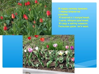 Я гордо голову тримаю
І перед вітром не
схиляю.
Я жовтий є і полум’яний,
І наче, яблуко рум’яний.
В саду я квітну навесні.
Тюльпан дали ім’я мені.
 