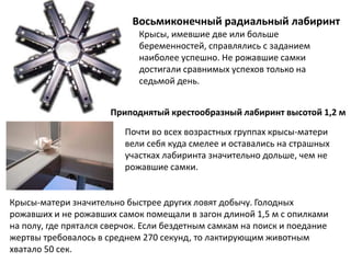 Восьмиконечный радиальный лабиринт
Приподнятый крестообразный лабиринт высотой 1,2 м
Крысы, имевшие две или больше
беременностей, справлялись с заданием
наиболее успешно. Не рожавшие самки
достигали сравнимых успехов только на
седьмой день.
Почти во всех возрастных группах крысы-матери
вели себя куда смелее и оставались на страшных
участках лабиринта значительно дольше, чем не
рожавшие самки.
Крысы-матери значительно быстрее других ловят добычу. Голодных
рожавших и не рожавших самок помещали в загон длиной 1,5 м с опилками
на полу, где прятался сверчок. Если бездетным самкам на поиск и поедание
жертвы требовалось в среднем 270 секунд, то лактирующим животным
хватало 50 сек.
 