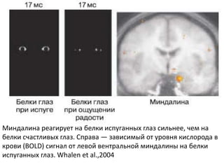 Миндалина реагирует на белки испуганных глаз сильнее, чем на
белки счастливых глаз. Справа — зависимый от уровня кислорода в
крови (BOLD) сигнал от левой вентральной миндалины на белки
испуганных глаз. Whalen et al.,2004
 