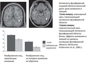 Активность фузиформной
лицевой области височной
доли: роль внимания и
эмоций.
Слева вверху: коронарный
срез, показывающий
активность фузиформной
области.
Справа вверху:
горизонтальный срез,
показывающий активность
фузиформной области.
Внизу: эффекты внимания и
эмоций на уровень
активации фузиформной
области. (Источник:
Vuilleumier et al., 2001.)
испуг
Нейтральное
выражение
Изображения лиц,
привлекщие
внимание
Изображения лиц,
на которые внимание
не обратили
 