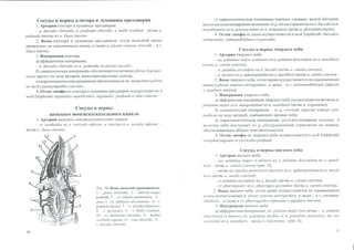 Гайворонский_кровоснабженеи_иннервация_внутренних_орг | PPT