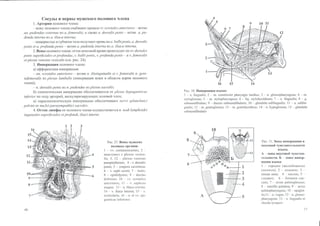 Гайворонский_кровоснабженеи_иннервация_внутренних_орг | PPT