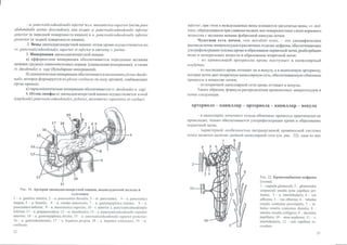 Гайворонский_кровоснабженеи_иннервация_внутренних_орг | PPT | Free Download