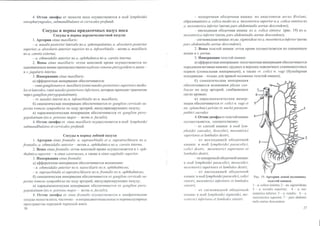 Гайворонский_кровоснабженеи_иннервация_внутренних_орг | PPT | Free Download