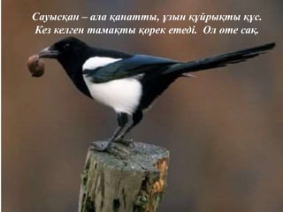 Сауысқан – ала қанатты, ұзын құйрықты құс.
Кез келген тамақты қорек етеді. Ол өте сақ.
 