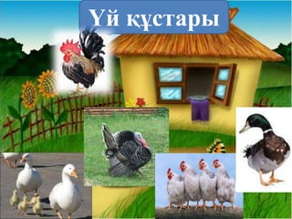 Үй құстары
 