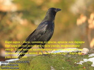 Қара қарға – басы, қанаты, құйрығы, арқасы мен бауыры
бәрі қара болып келеді, тұмсығы үшкір, тырнақтары
өткір. Түрлі тамақ қалдықтарын тырнақтарымен қар
астынан шұқып жейді. Бұл өте ақылды құс. Қарғалар
ұзақ өмір сүреді.
 