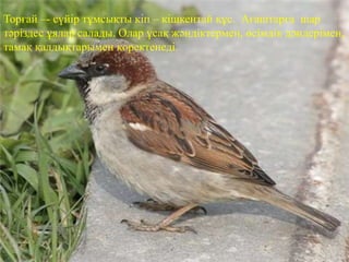 Торғай –- сүйір тұмсықты кіп – кішкентай құс. Ағаштарға шар
тәріздес ұялар салады. Олар ұсақ жәндіктермен, өсімдік дәндерімен,
тамақ қалдықтарымен қоректенеді.
 