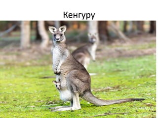 Кенгуру
 