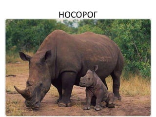 НОСОРОГ
 
