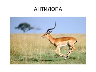 АНТИЛОПА
 