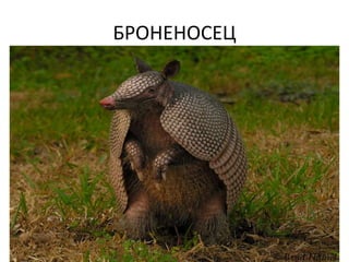 БРОНЕНОСЕЦ
 