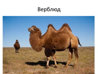 Верблюд
 