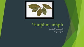 Դափնու տերև
Կարեն Մարգարյան
IV դասարան
 