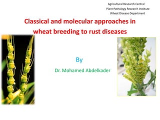 Agricultural Research Central
Plant Pathology Research Institute
Wheat Disease Department
Classical and molecular approaches in
wheat breeding to rust diseases
By
Dr. Mohamed Abdelkader
 